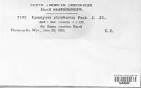 Uromyces plumbarius image